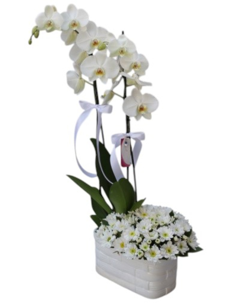Beyaz Aranjmanlı Çift Dallı Orkide